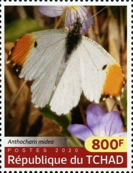 Anthocharis midea