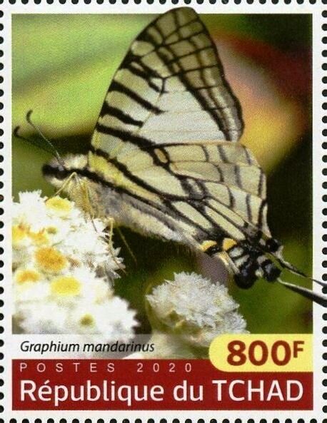 Graphium mandarinus