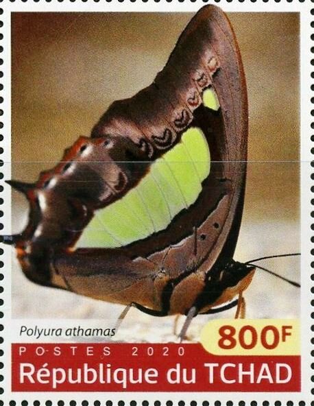Polyura athamas