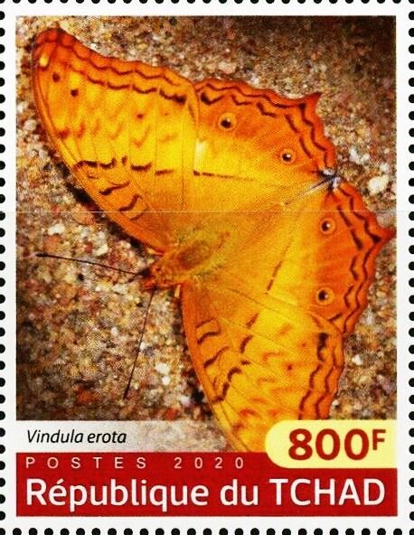 Vindula erota