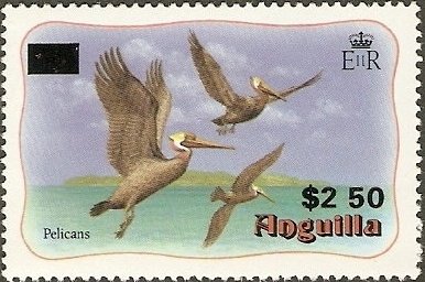 Brown Pelican (Pelecanus occidentalis)