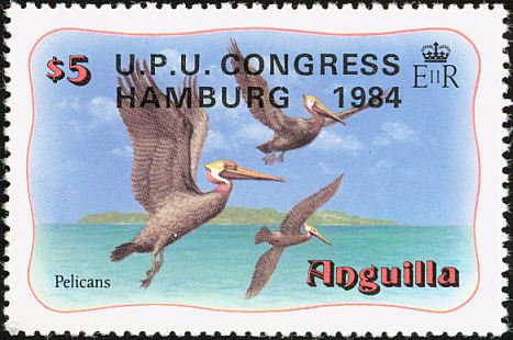 Brown Pelican (Pelecanus occidentalis)