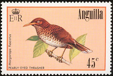 Pearly-eyed Thrasher (Margarops fuscatus) 
