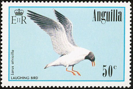 Laughing Gull (Larus atricilla)