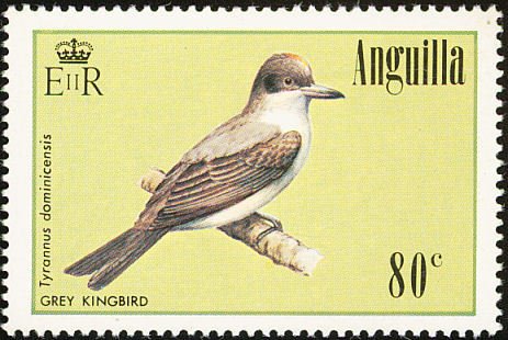 Grey Kingbird (Tyrannus dominicensis) 