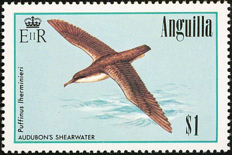 Audubon's Shearwater (Puffinus Iherminieri)