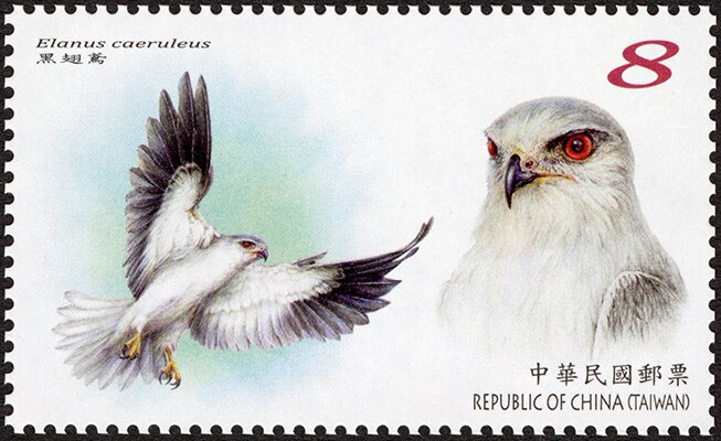Black-Winged Kite (Elanus caeruleus)