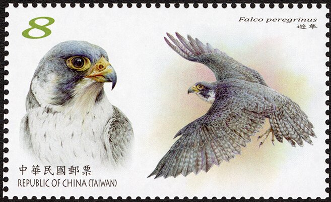 Peregrine Falcon (Falco peregrinus)