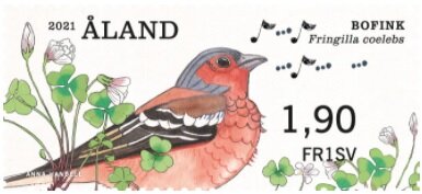 Common Chaffinch (Fringilla coelebs)