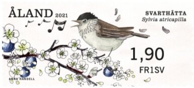 Eurasian Blackcap (Sylvia atricapilla)