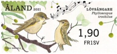 Willow Warbler (Phylloscopus trochilus)