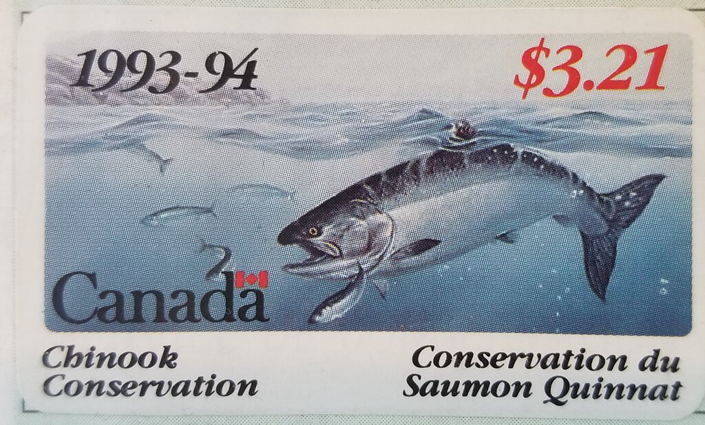 Chinook Salmon