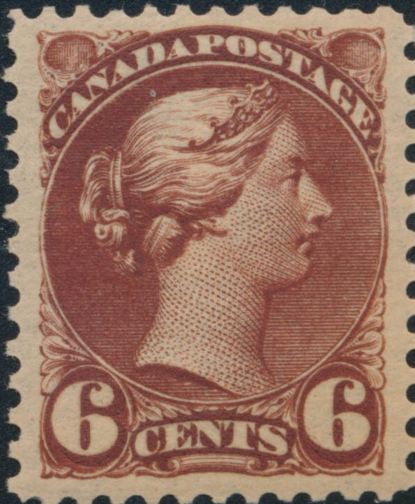 Queen Victoria - Chestnut