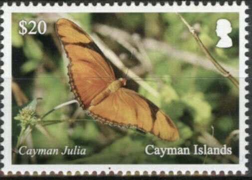 Cayman Julia Butterfly