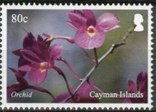 Orchid