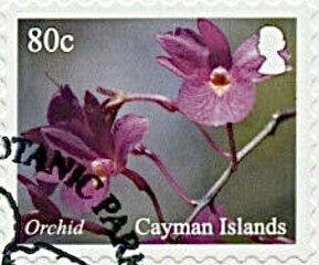 Orchids