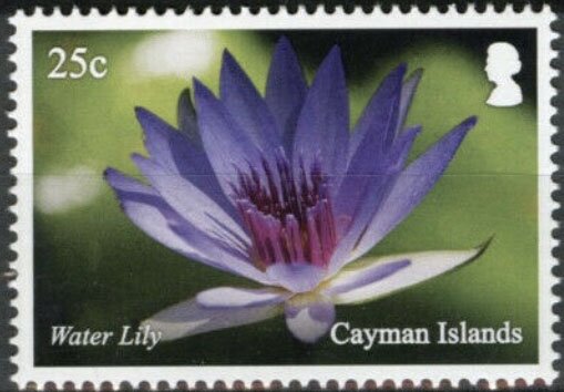 Water Lily