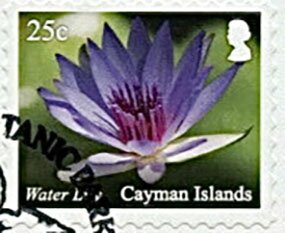 Water Lily