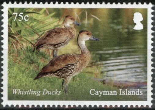 Whistling Ducks