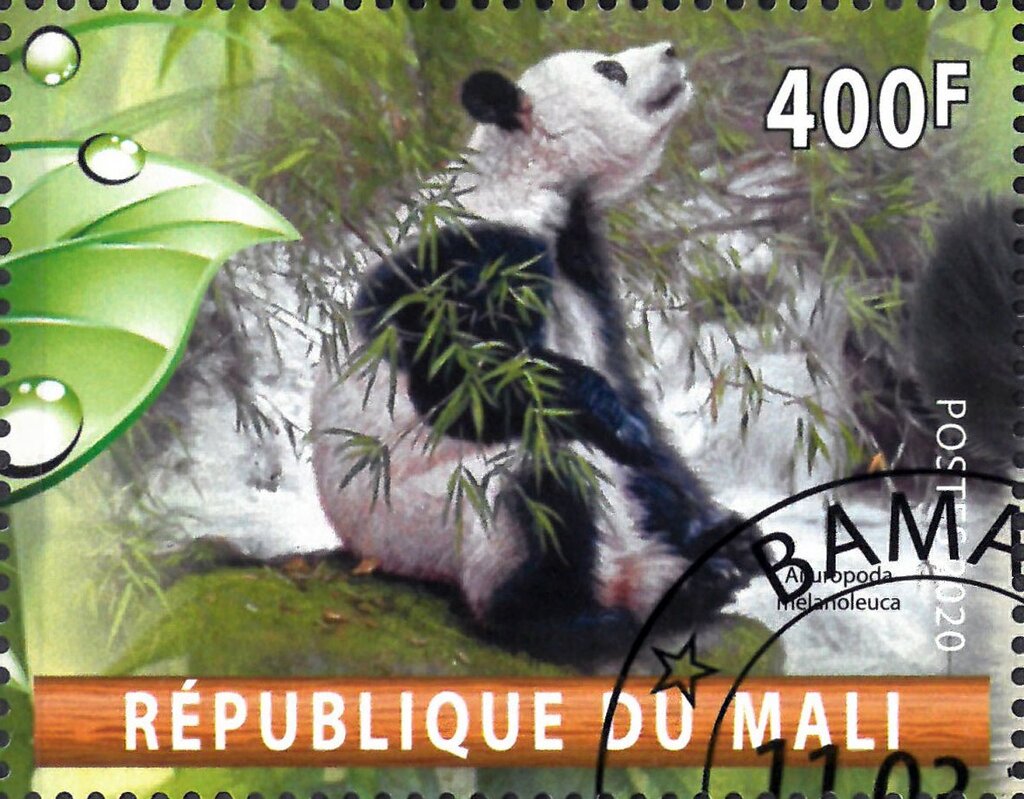 Ailuropoda melanoleuca