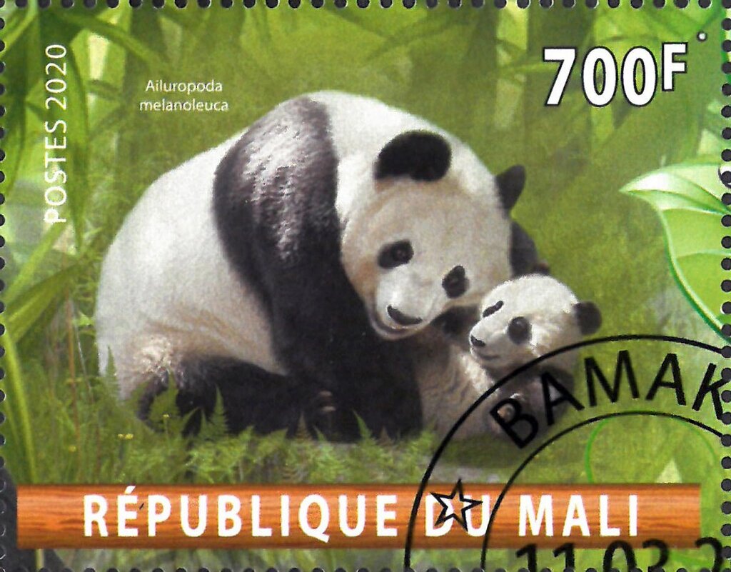 Ailuropoda melanoleuca