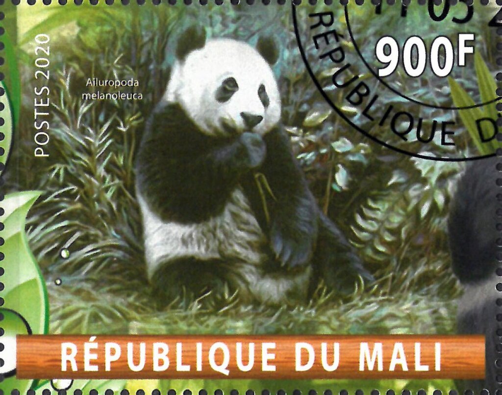 Ailuropoda melanoleuca