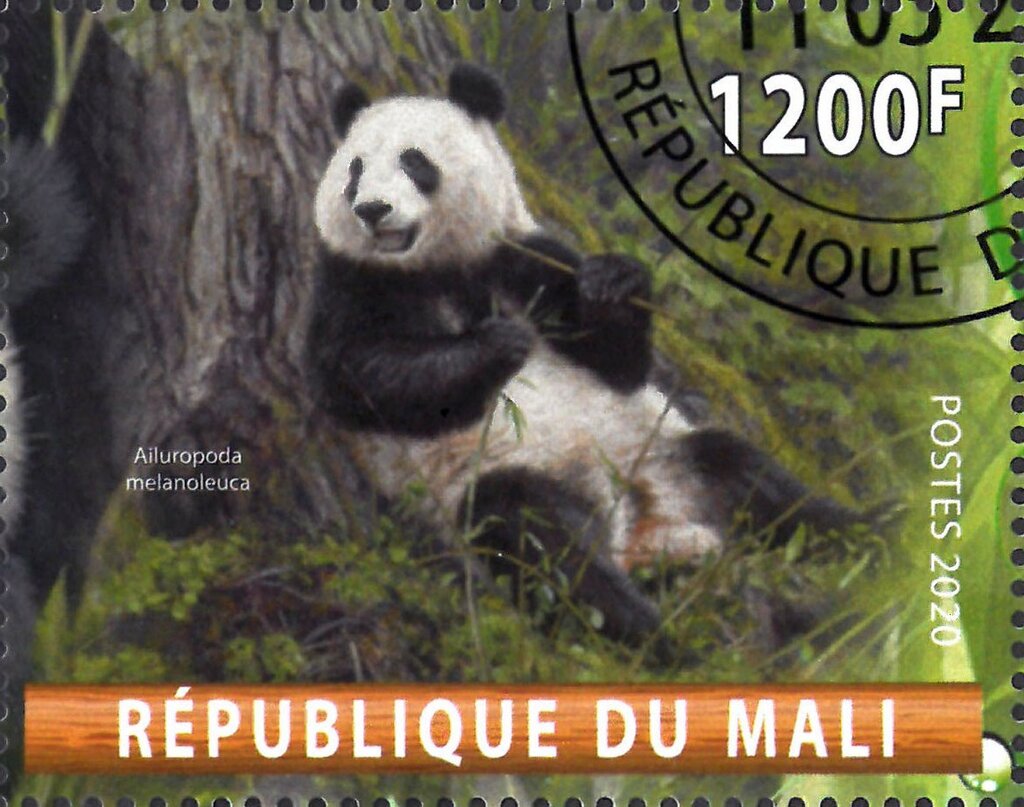 Ailuropoda melanoleuca