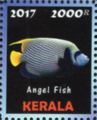 Angel Fish