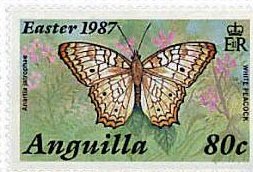 White Peacock (Anartia jatrophae)