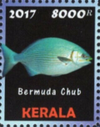 Bermuda Chub
