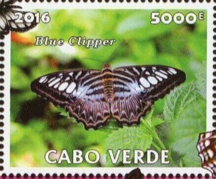 Blue Clipper