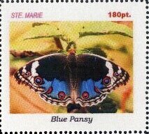 Blue Pansy
