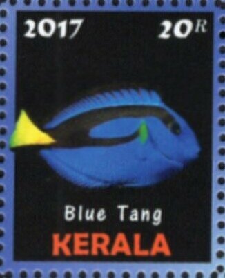 Blue Tang