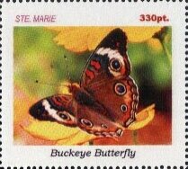 Buckeye butterfly
