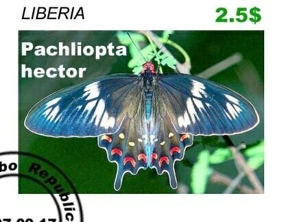 Butterflies