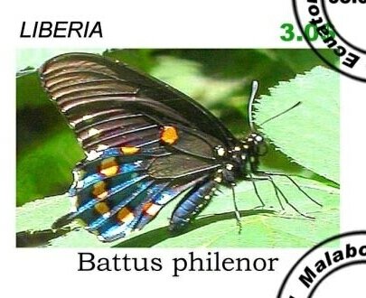Butterflies