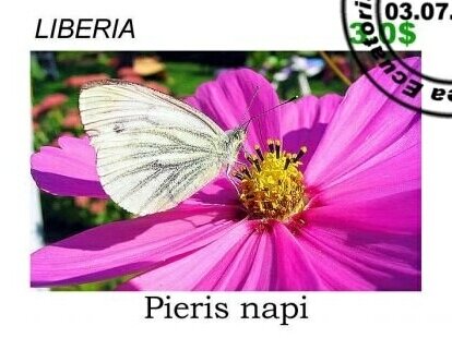 Butterflies