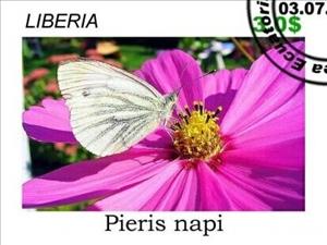 Stamp, Butterflies, Cinderellas,  , Butterflies