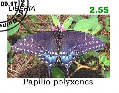 Butterflies