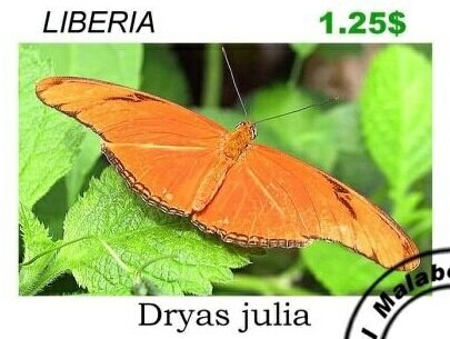 Butterflies