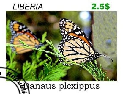 Butterflies