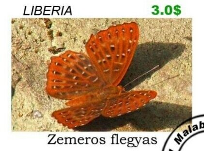Butterflies