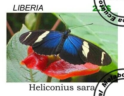Butterflies