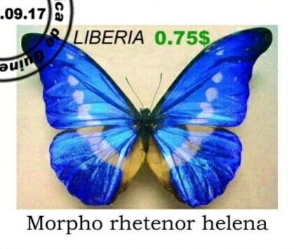 Butterflies
