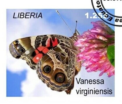 Butterflies