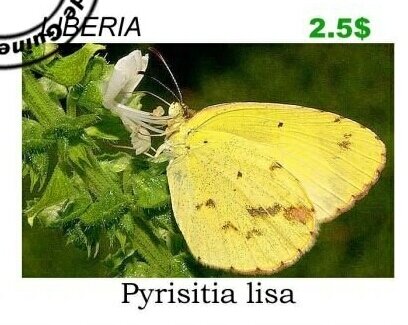 Butterflies