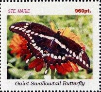 Butterflies