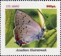 Butterflies