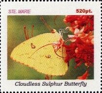 Cloudless sulphur