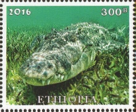 Crocodiles